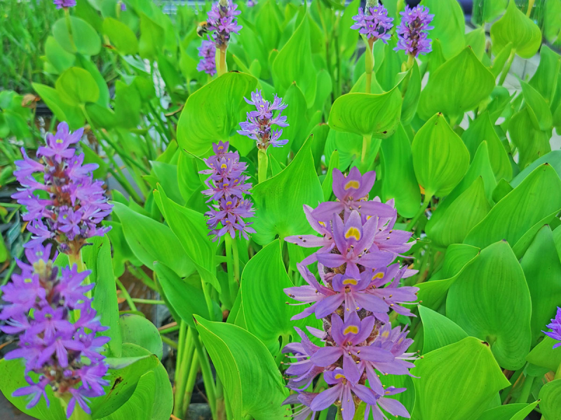 Hechtkraut - Pontederia cordata